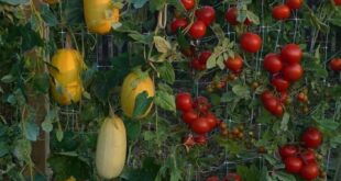 Vegetable Garden