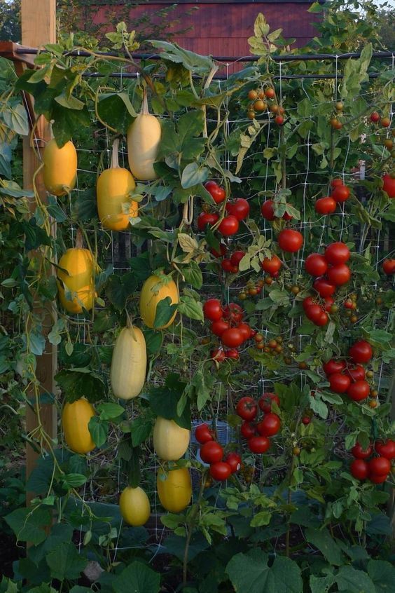 Vegetable Garden