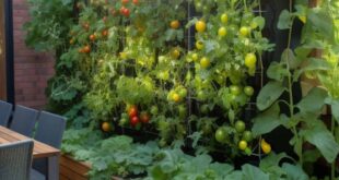 Vegetable Garden