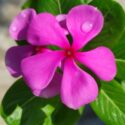 Vinca Flowers