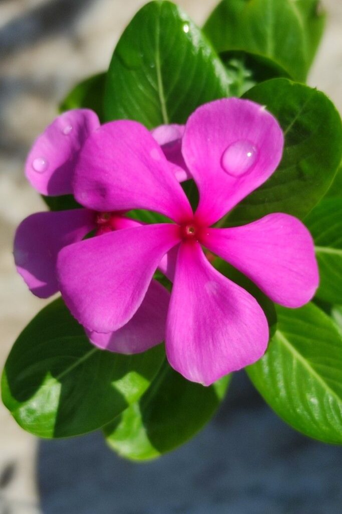 Vinca Flowers