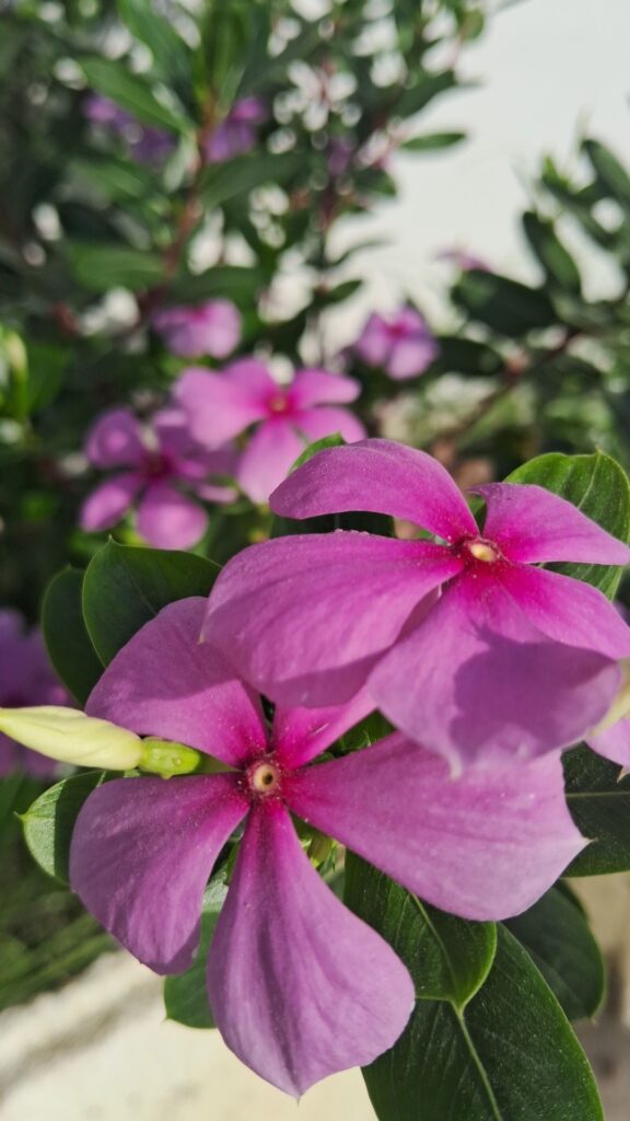 Vinca Flowers