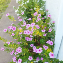 Vinca Flowers