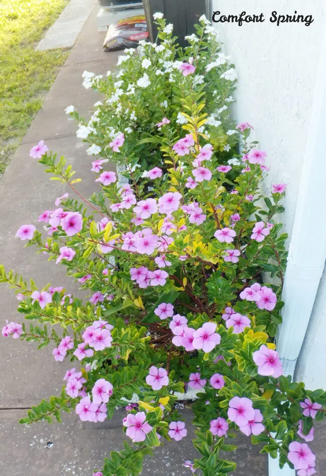 Vinca Flowers