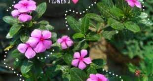 Vinca Flowers