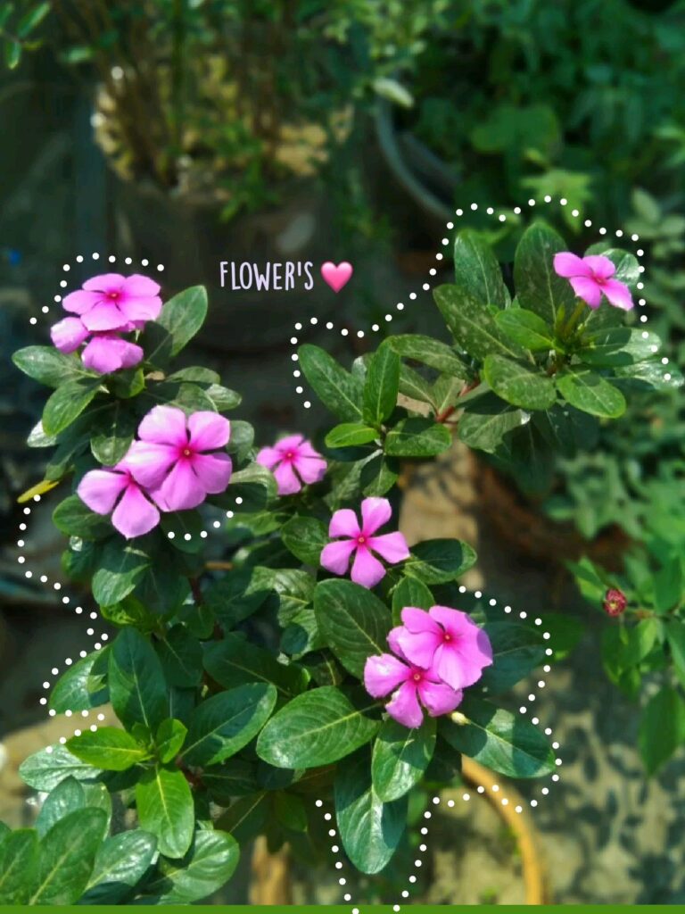 Vinca Flowers