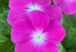 Vinca Flowers