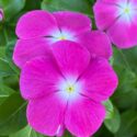 Vinca Flowers