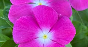 Vinca Flowers