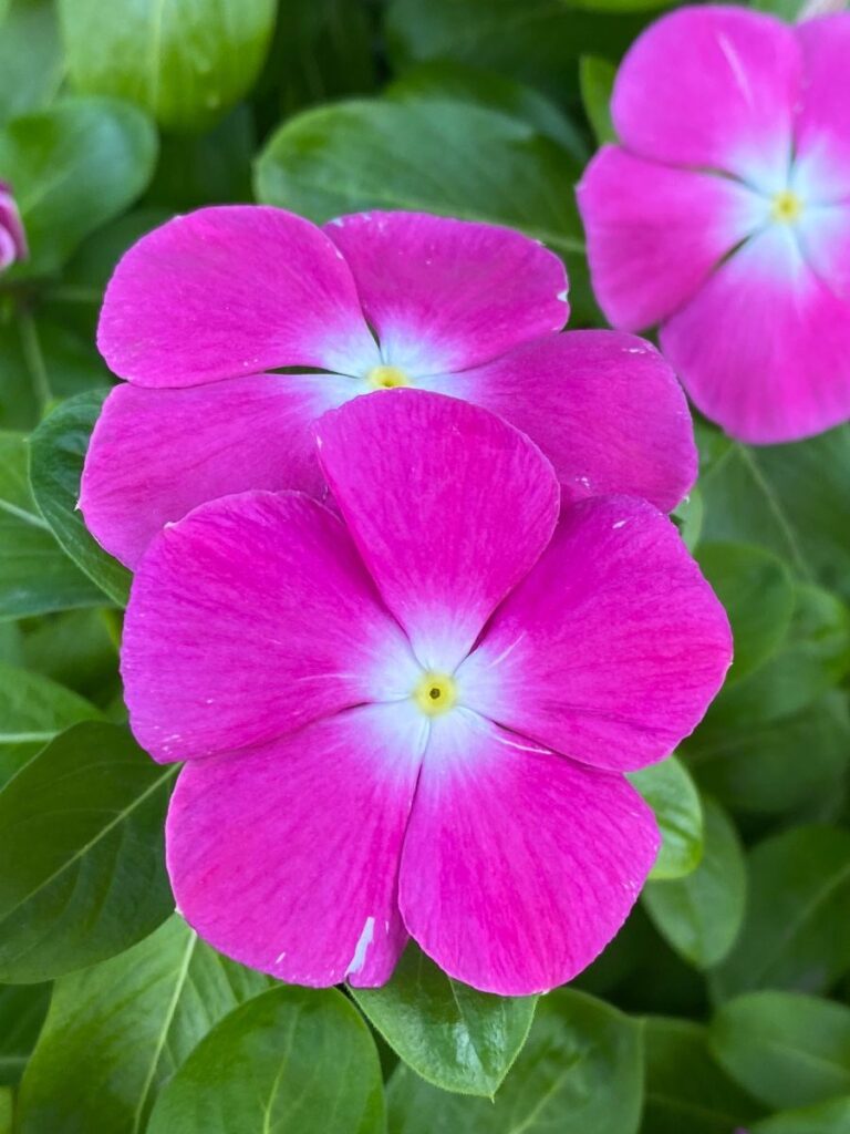 Vinca Flowers