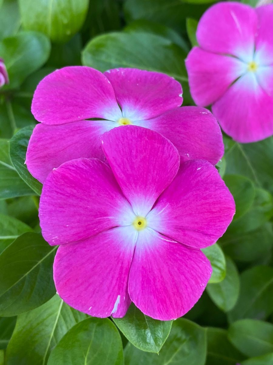 Vinca Flowers Beautiful, Easy-to-Grow Ground Cover Plants