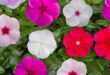 Vinca Flowers