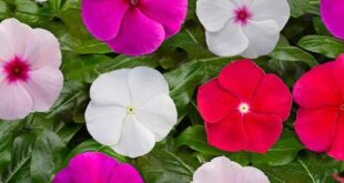 Vinca Flowers