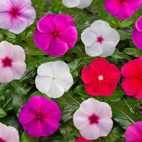 Vinca Flowers Beautiful and Hardy Ground Cover Plant for Your Garden