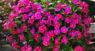 Vinca Flowers