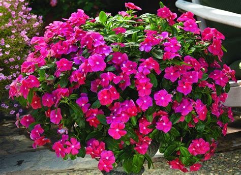 Vinca Flowers Discover the Charm of Periwinkle Blossoms in Your Garden