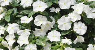 Vinca Flowers