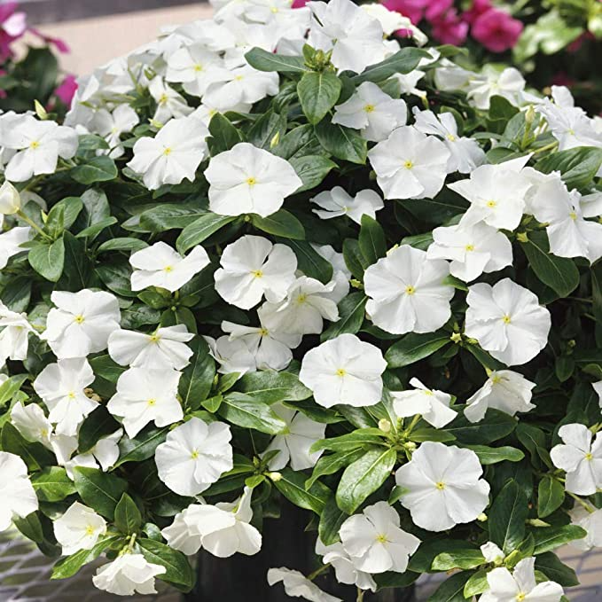 Vinca Flowers Discover the Perennial Beauty of Pretty Little Flowers in Your Garden