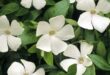 Vinca Flowers