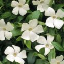 Vinca Flowers