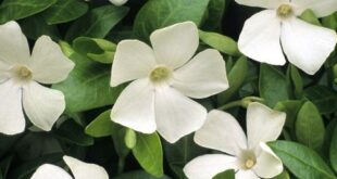 Vinca Flowers