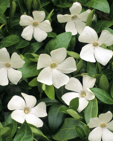 Vinca Flowers The Best Low-Maintenance Groundcover Plant for Your Garden