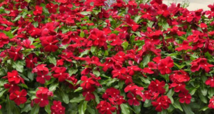 Vinca Flowers