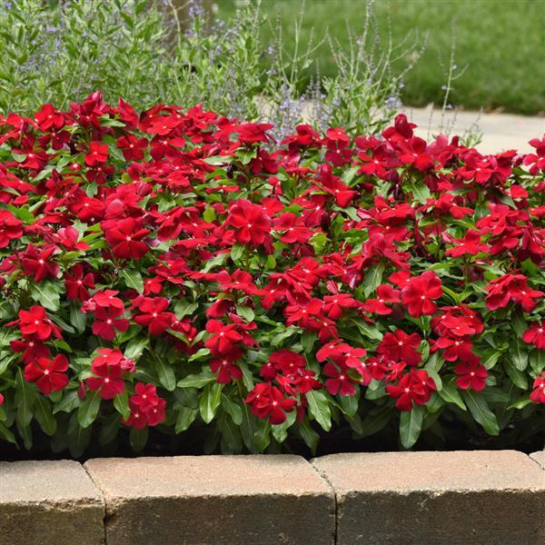 Vinca Flowers The Colorful and Low-Maintenance Ground Cover Plant for Your Garden