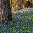 Vinca Flowers