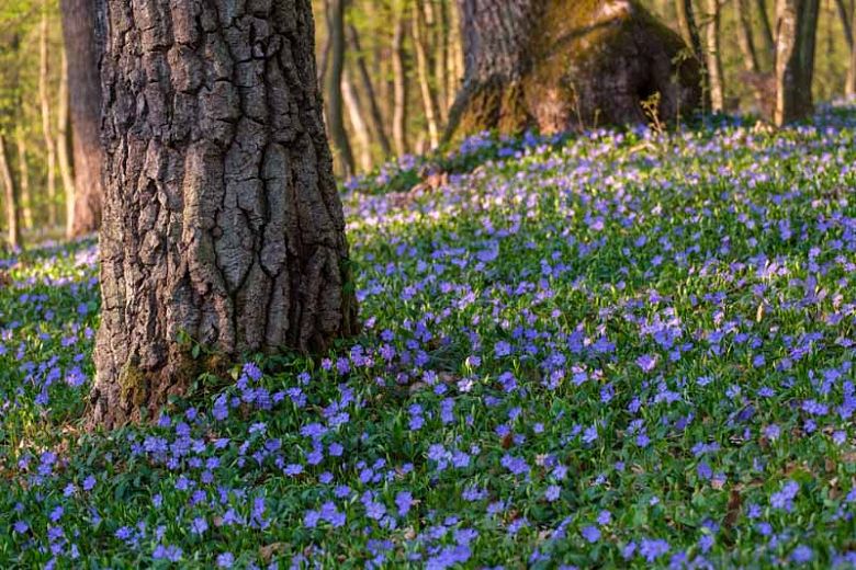 Vinca Flowers