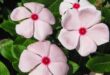 Vinca Flowers