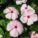 Vinca Flowers