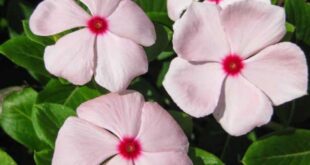 Vinca Flowers