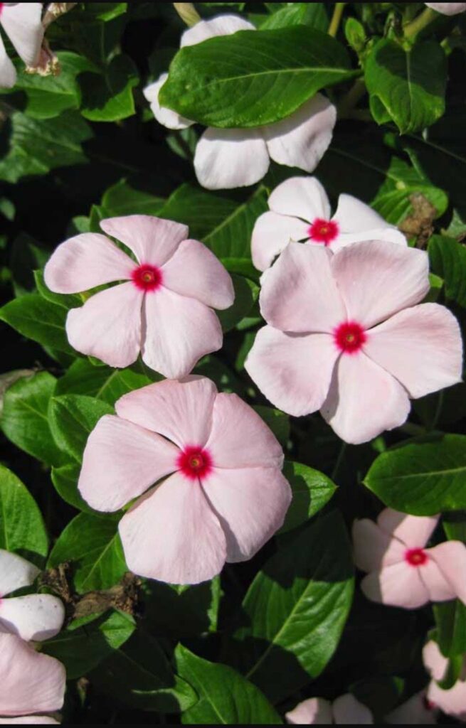 Vinca Flowers