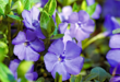 Vinca Flowers