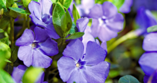 Vinca Flowers