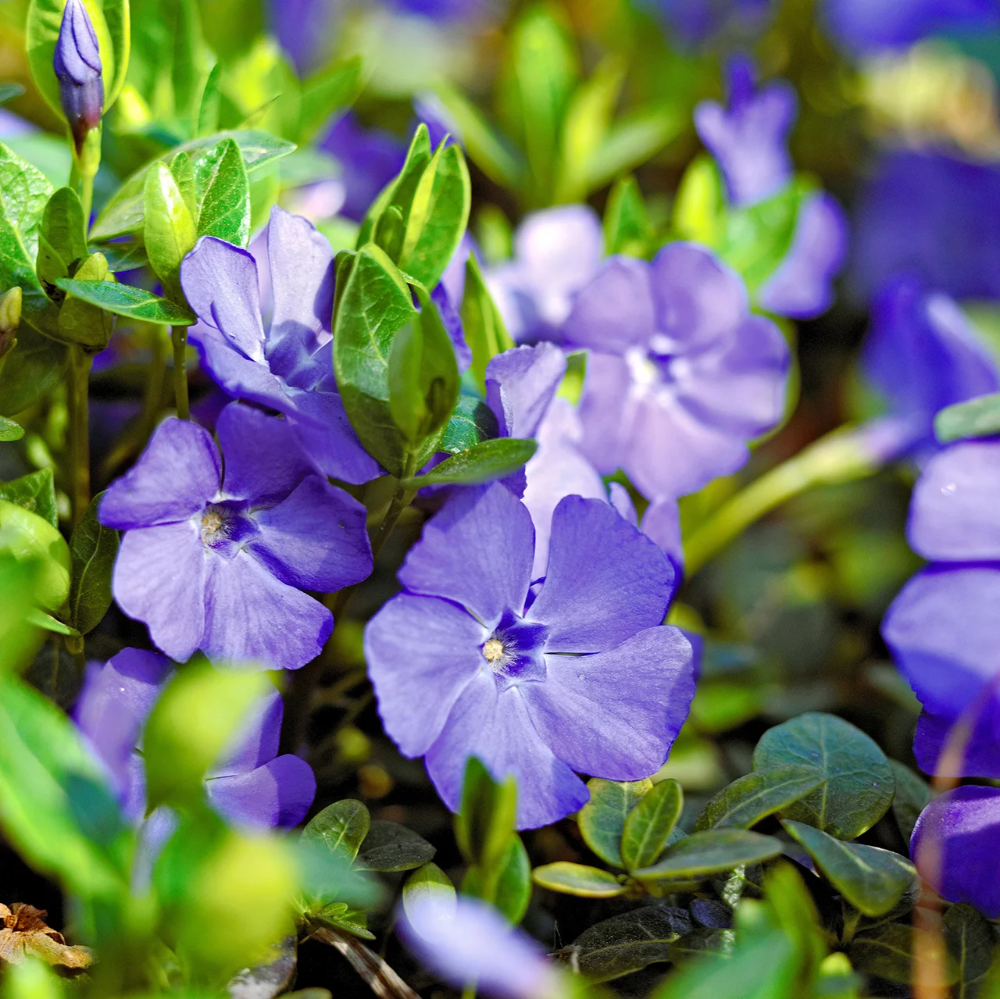 Vinca Flowers