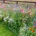 Wildflower Garden