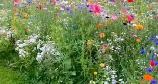 Wildflower Garden