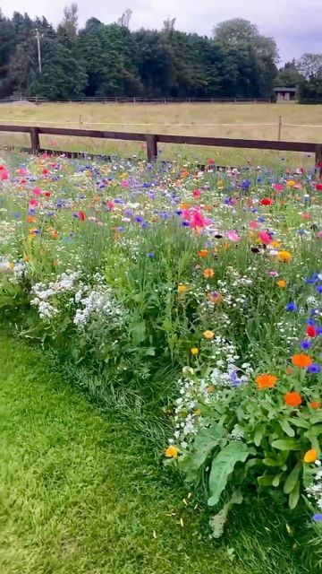 Wildflower Garden Beautiful Blooms: Creating a Lush Paradise in Your Yard