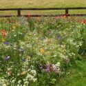 Wildflower Garden