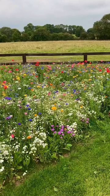 Flower Garden Beautiful Blooms in a Picturesque Outdoor Setting