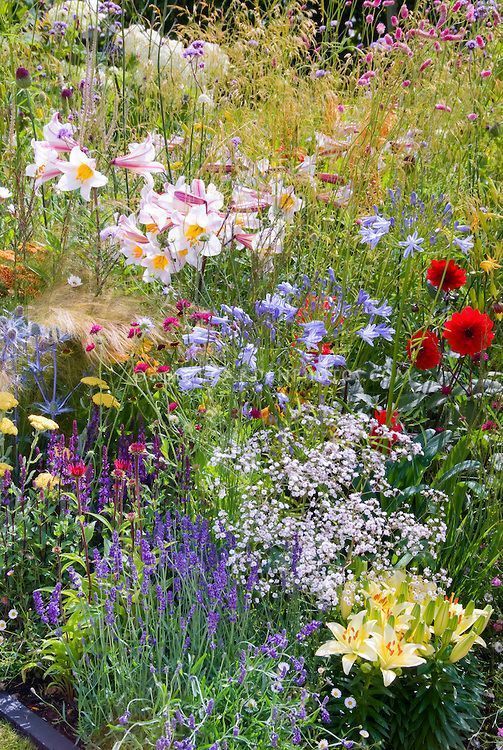 Wildflower Garden Create a Beautiful Meadow Oasis with Native Blooms