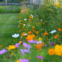 Wildflower Garden