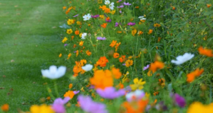 Wildflower Garden