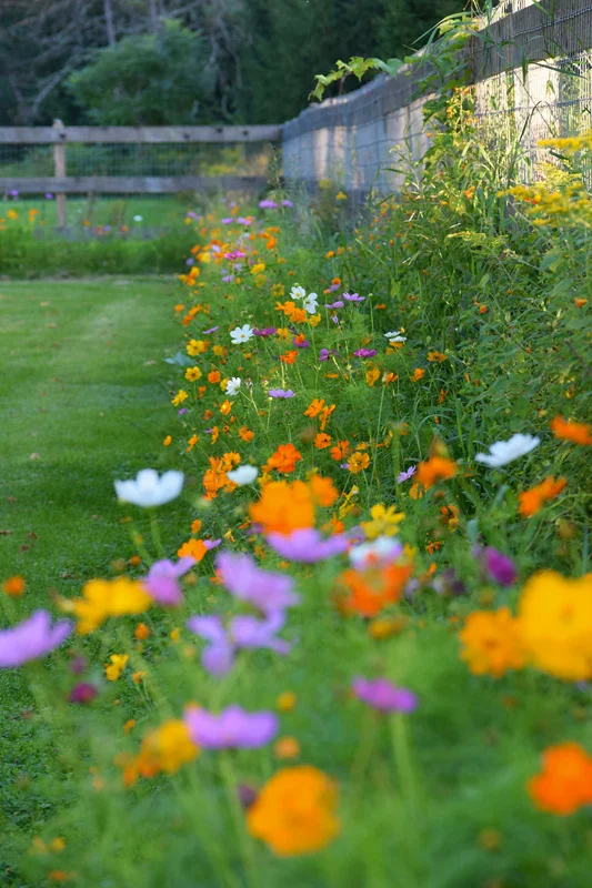 Wildflower Garden Creating a Beautiful Haven for Native Flowers in Your Yard