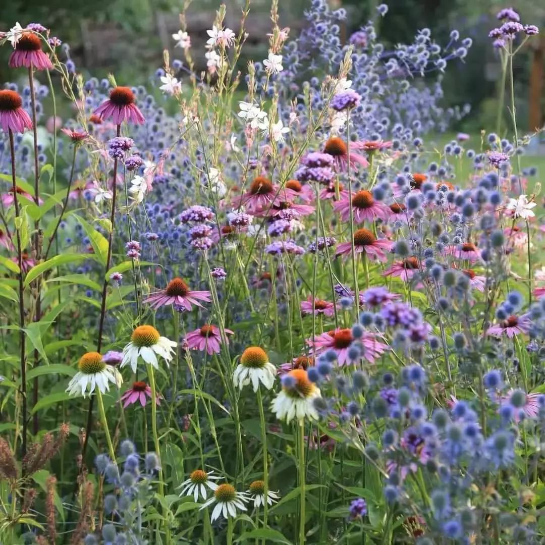 Wildflower Garden Creating an Abundant Haven of Native Flowers in Your Yard