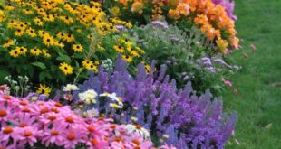 Wildflower Garden