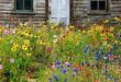 Wildflower Garden