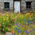 Wildflower Garden